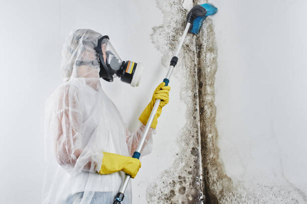 Best Commercial Mold Remediation in San Marcos, TX