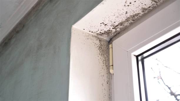 Best Insurance-Related Mold Remediation in San Marcos, TX