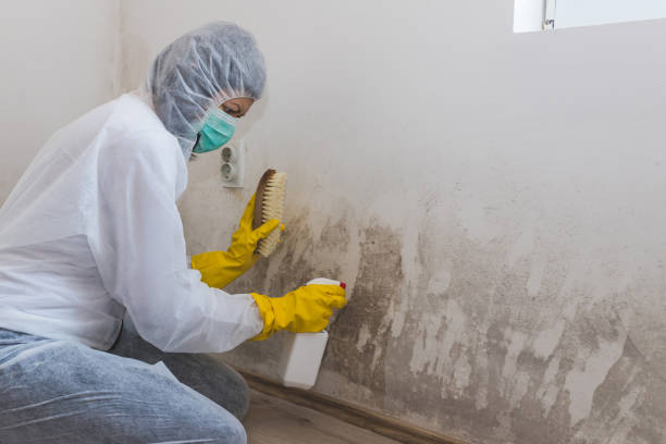 Best Bathroom Mold Remediation in San Marcos, TX
