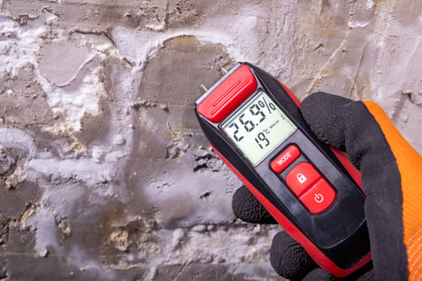 Best Basement Mold Remediation in San Marcos, TX
