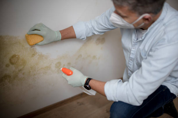 Best Industrial Mold Remediation in San Marcos, TX