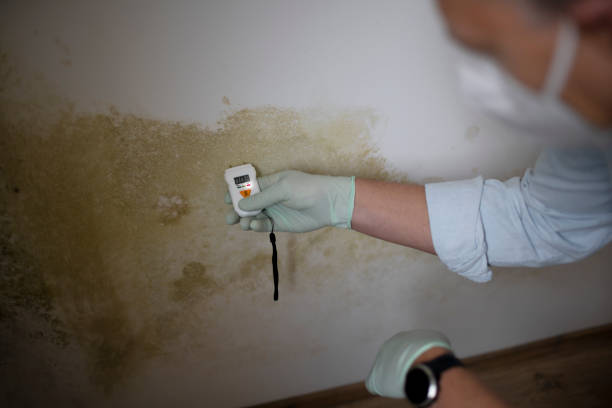 Best DIY Mold Remediation Support Services in San Marcos, TX
