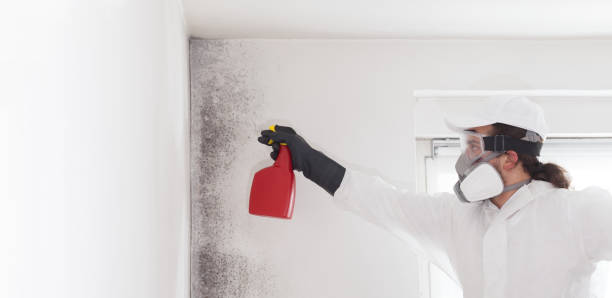 Best Mold Testing and Inspection Services in San Marcos, TX