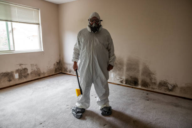 Best Residential Mold Remediation in San Marcos, TX