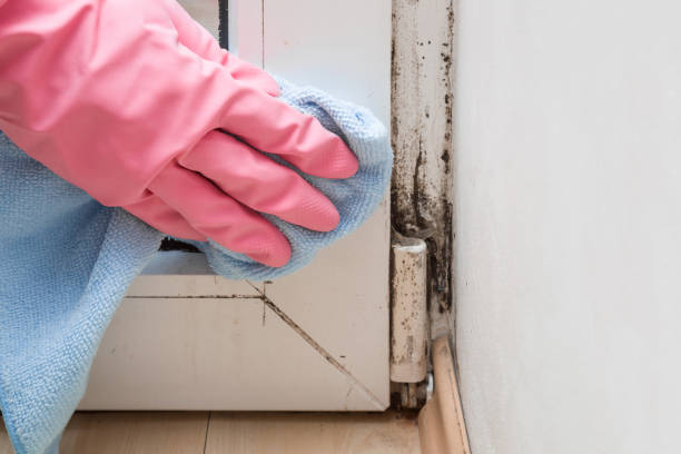 Trusted San Marcos, TX Mold Remediation Experts